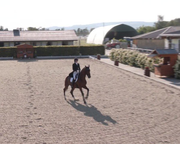 Reitturnier Gerasdorf bei Wien 2024