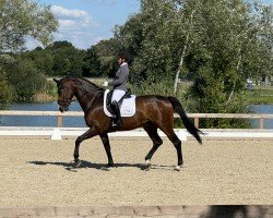 horse Secret's Ferrari PS (Oldenburg, 2018, from Secret)