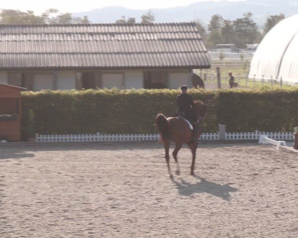 Reitturnier Gerasdorf bei Wien 2024