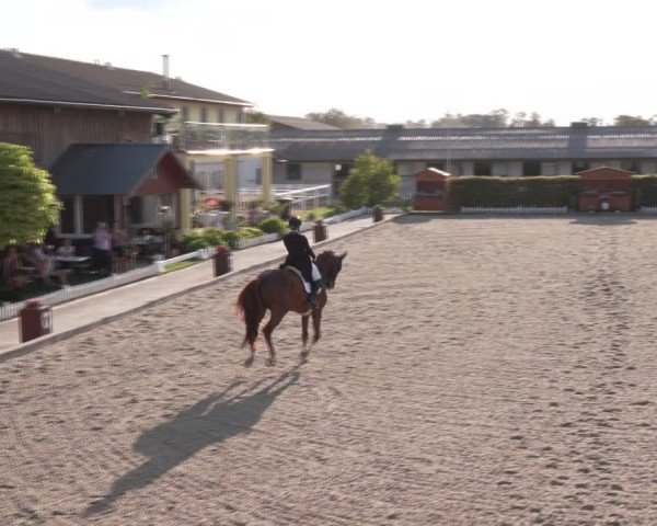 Reitturnier Gerasdorf bei Wien 2024