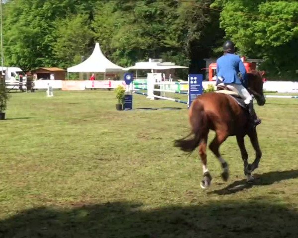Pfingst-Dressur- und Springturnier 2013 des ZRFV Borken