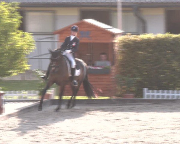 Reitturnier Gerasdorf bei Wien 2024