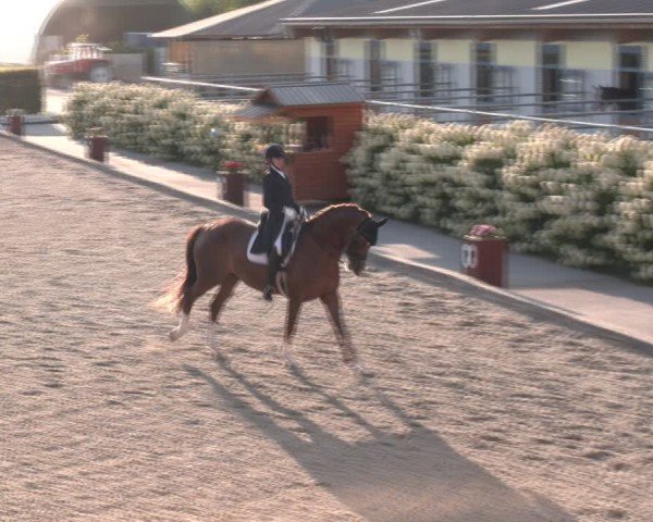 Reitturnier Gerasdorf bei Wien 2024