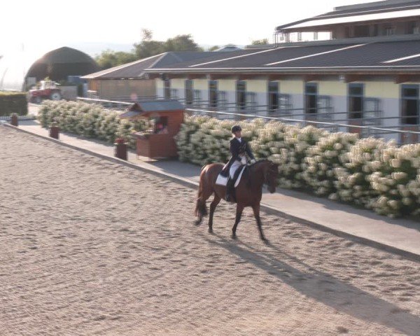 Reitturnier Gerasdorf bei Wien 2024