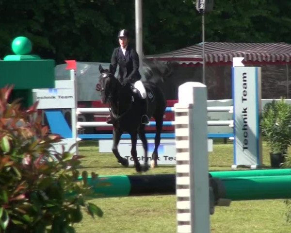 Pfingst-Dressur- und Springturnier 2013 des ZRFV Borken