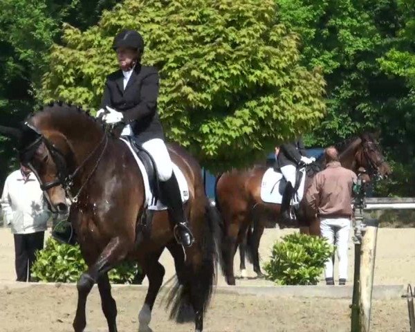 Pfingst-Dressur- und Springturnier 2013 des ZRFV Borken