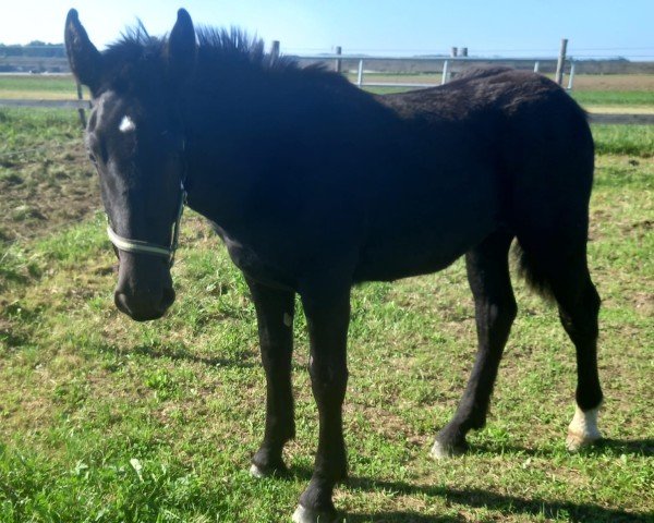 Pferd Lui Vulkan XIX (Noriker, 2023, von Lektor Vulkan XVIII)