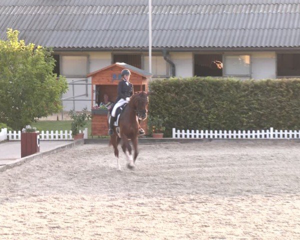 Reitturnier Gerasdorf bei Wien 2024