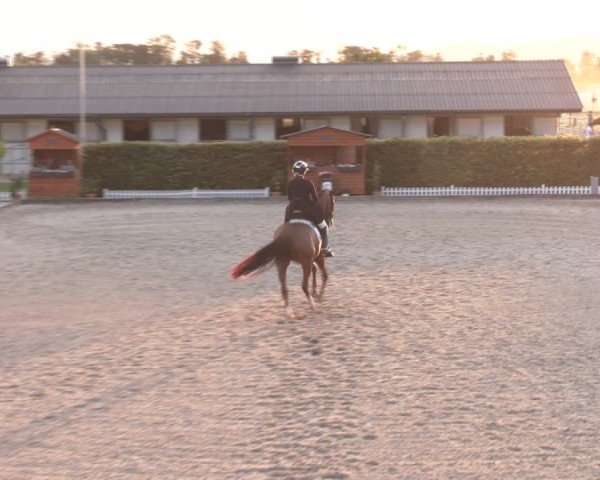 Reitturnier Gerasdorf bei Wien 2024
