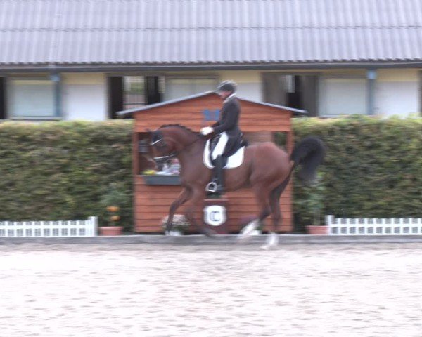 Reitturnier Gerasdorf bei Wien 2024