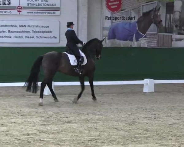 Pfingst-Dressur- und Springturnier 2013 des ZRFV Borken
