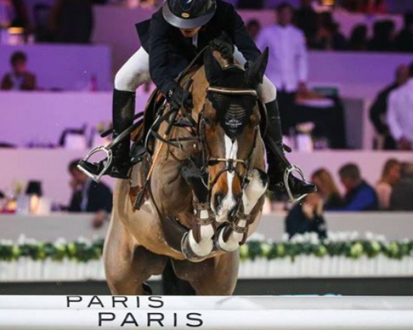 Springpferd Fioretta van het Eigenlo (Belgisches Warmblut, 2005, von Berlin) Springpferd Fioretta van het Eigenlo (Belgisches Warmblut, 2005, von Berlin)