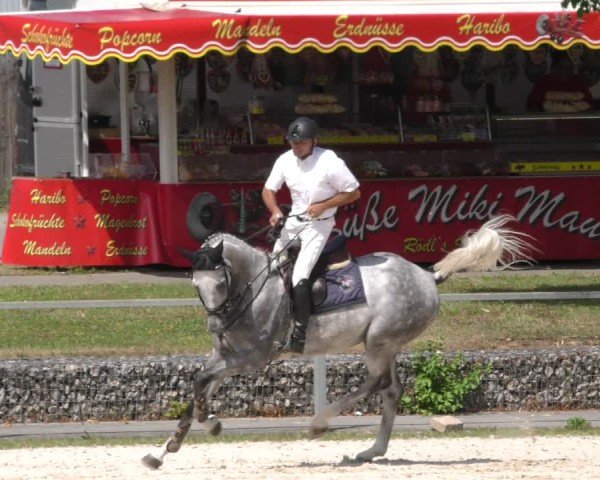 Reitturnier Ingolstadt - Hagau 2024