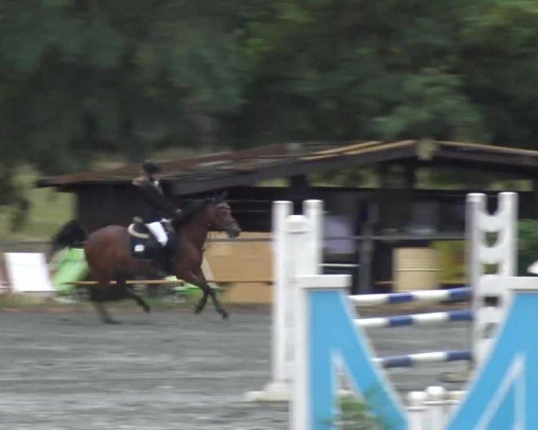 Reitturnier Horitschon 2024