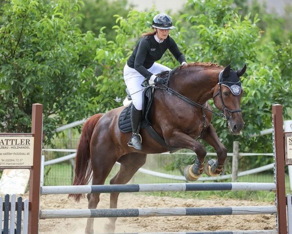 dressage horse Flying Flokje (Westphalian, 2008, from Florestan I)