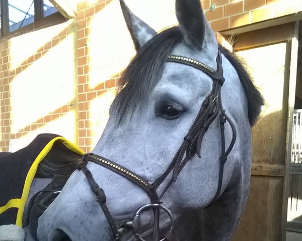 broodmare Fleur de Lys (KWPN (Royal Dutch Sporthorse), 2010, from Cicero Z van Paemel)