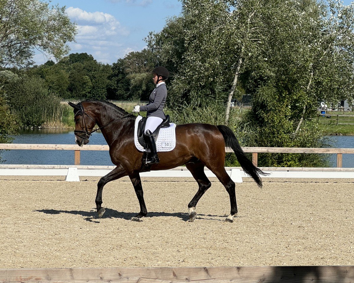 Pferd Secret's Ferrari PS (Oldenburger, 2018)