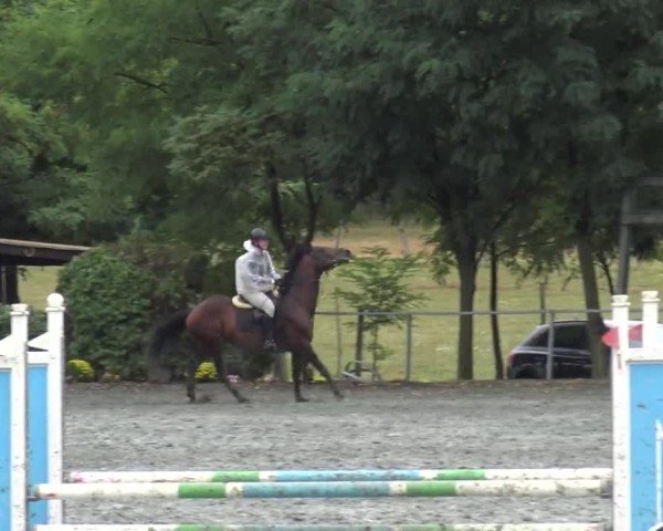 Reitturnier Horitschon 2024