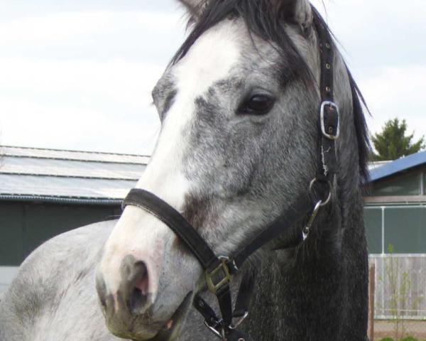 Zuchtstute Cecilia (Deutsches Sportpferd, 2012, von Ce Matin)