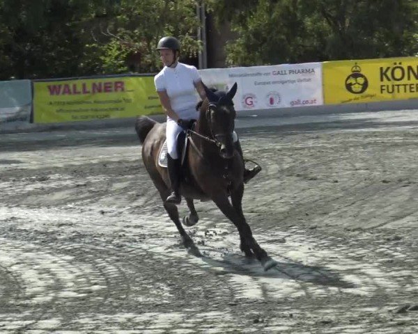 Reitturnier Horitschon 2024