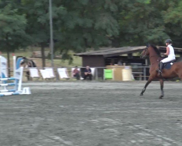 Reitturnier Horitschon 2024