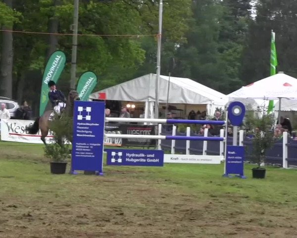Pfingst-Dressur- und Springturnier 2013 des ZRFV Borken