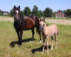 broodmare Hanuta (Rhinelander, 2009, from Halifax)
