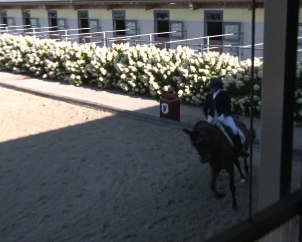 Reitturnier Gerasdorf bei Wien 2024
