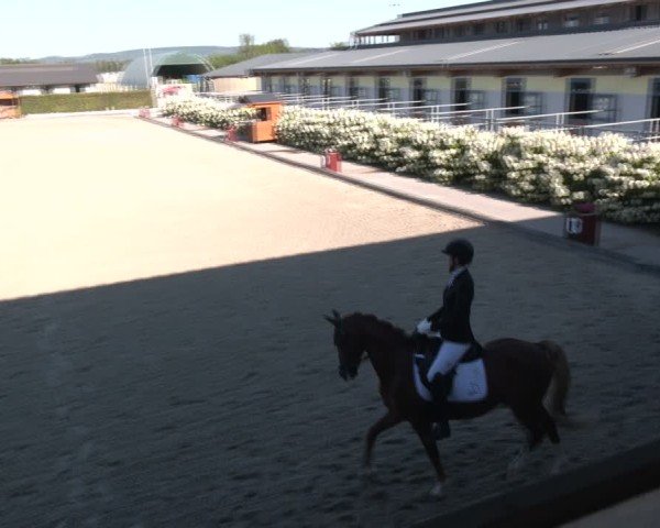 Reitturnier Gerasdorf bei Wien 2024