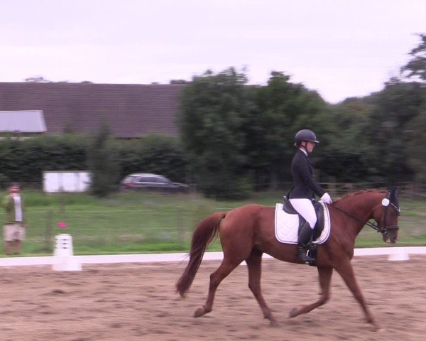 Reitturnier Halle - Seeben 2024