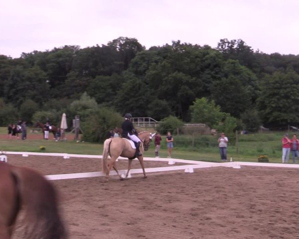 Reitturnier Halle - Seeben 2024