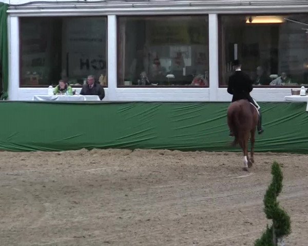 Pfingst-Dressur- und Springturnier 2013 des ZRFV Borken