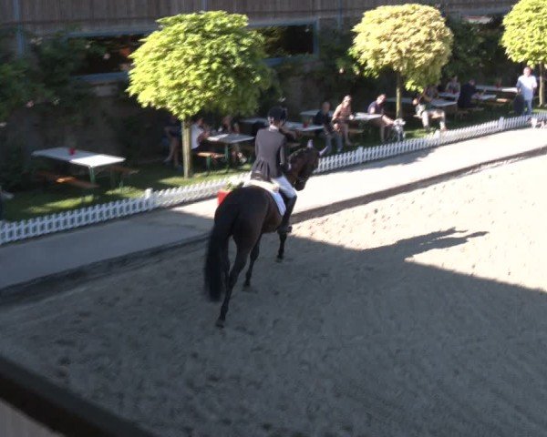 Reitturnier Gerasdorf bei Wien 2024