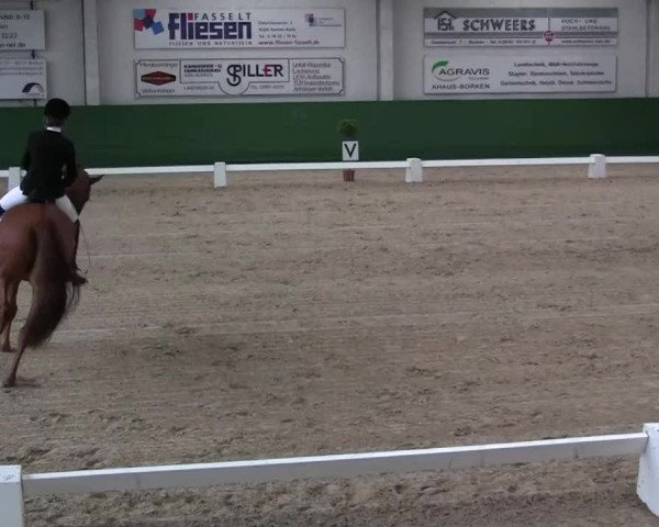 Pfingst-Dressur- und Springturnier 2013 des ZRFV Borken