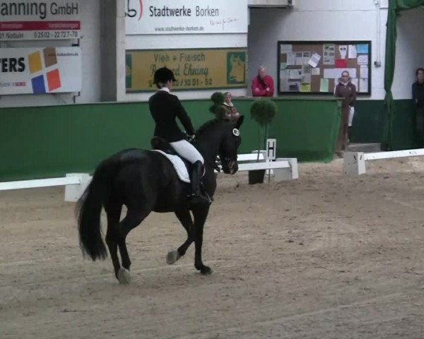 Pfingst-Dressur- und Springturnier 2013 des ZRFV Borken
