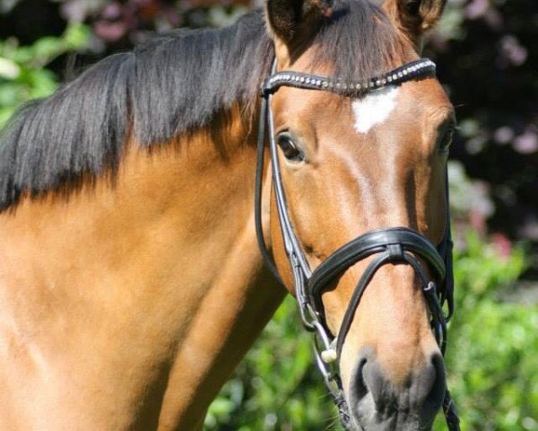 Dressurpferd Brioni 11 (Westfale, 2005, von Belissimo NRW)