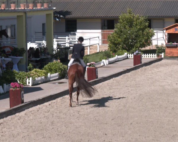 Reitturnier Gerasdorf bei Wien 2024