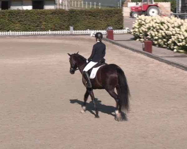 Reitturnier Gerasdorf bei Wien 2024