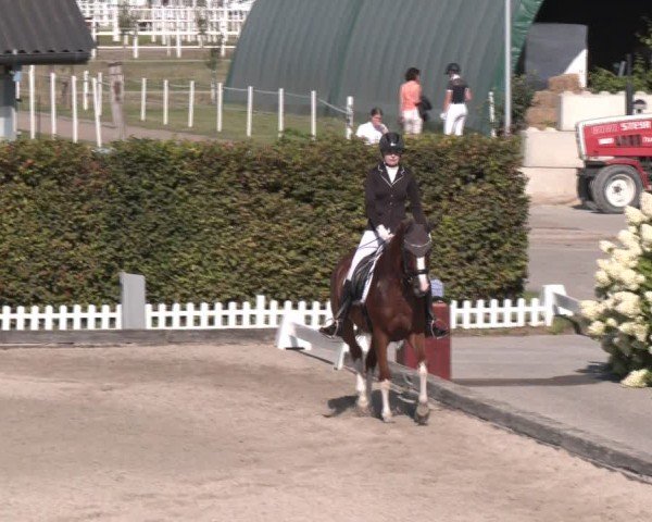 Reitturnier Gerasdorf bei Wien 2024
