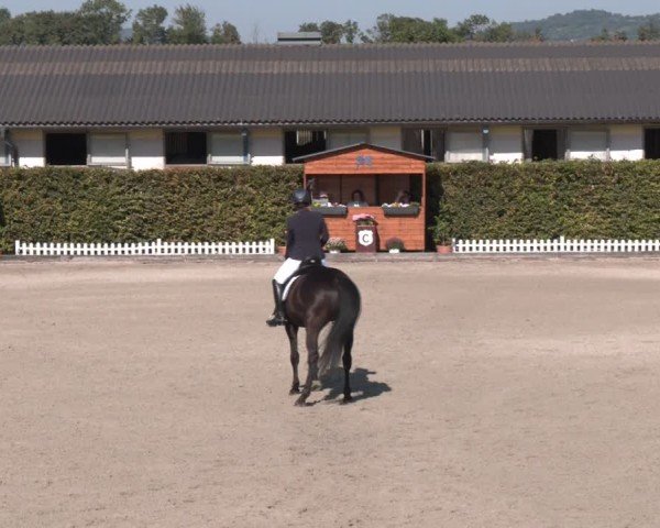 Reitturnier Gerasdorf bei Wien 2024