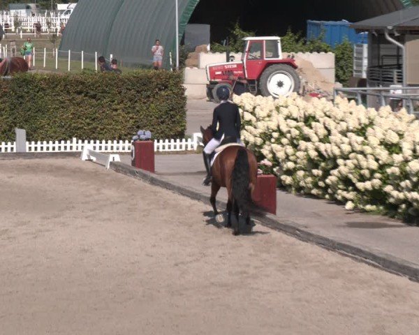 Reitturnier Gerasdorf bei Wien 2024