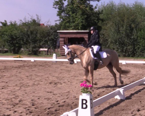 Reitturnier Halle - Seeben 2024