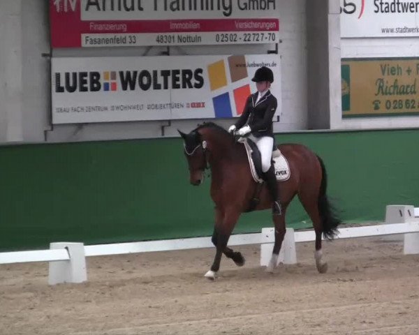 Pfingst-Dressur- und Springturnier 2013 des ZRFV Borken