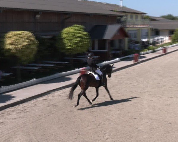 Reitturnier Gerasdorf bei Wien 2024
