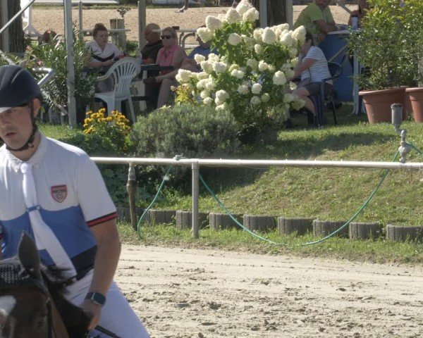 Reitturnier Oberderdingen 2024