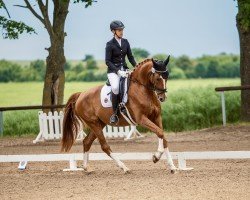 dressage horse Soleil de La Fleur (German Sport Horse, 2019, from San Francisco OLD)