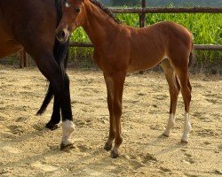 horse Campari H (Westphalian, 2024, from Coeur Rouge)