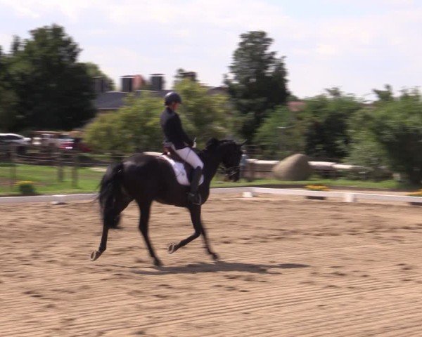 Reitturnier Halle - Seeben 2024