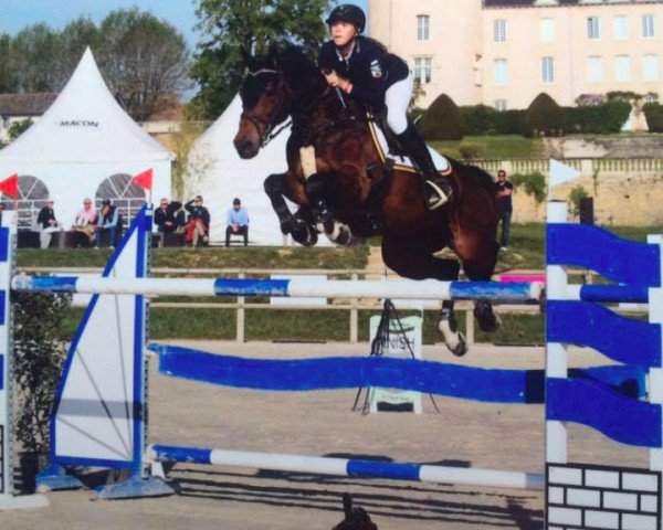jumper Nena (German Sport Horse, 2006, from Nintender)