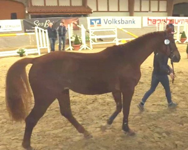 horse Paula (Rhinelander,  , from Arpeggio)